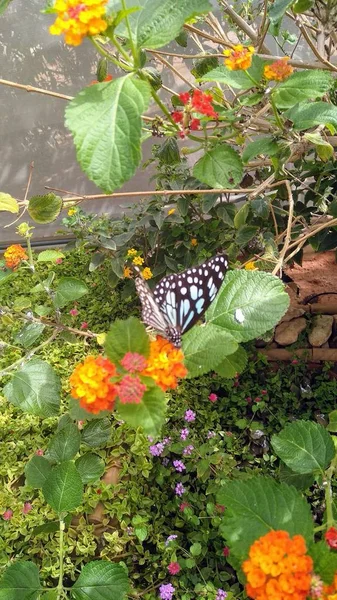 Çiçekler su ve böcekler doğa