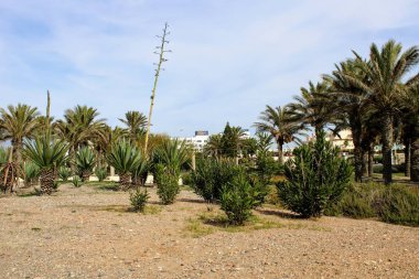 Palmiye ağaçları ve şehrin dekoratif bitkiler ile Bahçe