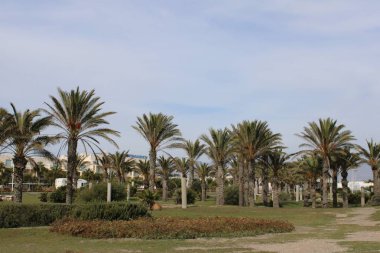 Palmiye ağaçları güneşli bir eğlence parkı