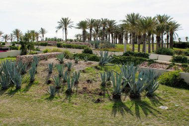 Palmiye ağaçları güneşli bir eğlence parkı