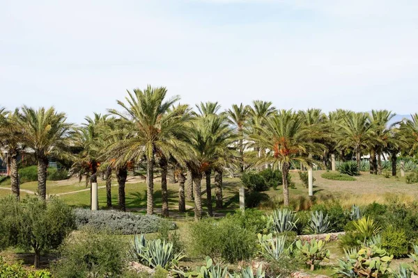 Palmiye ağaçları güneşli bir eğlence parkı