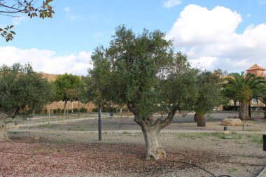 Bir eğlence parkı çimento yollar ve palmiye ağaçları ile zeytin ağaçları