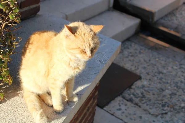 Сонний Кіт Сходах Старого Замку — стокове фото