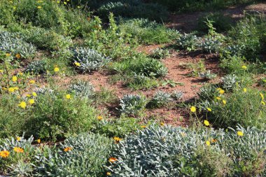 Dekoratif bahçe farklı yeşil bitkiler ve çiçekler