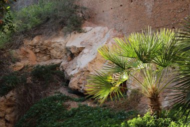Dekoratif bahçe farklı yeşil bitkiler ve çiçekler