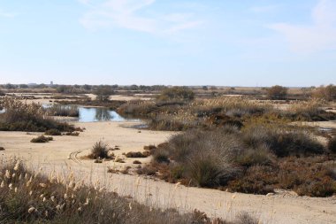 Kuru bitkiler ve su birikintileri, şehir dışında kurak bölge
