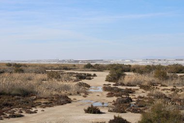 Kuru bitkiler ve sera, şehir dışında kurak bölge