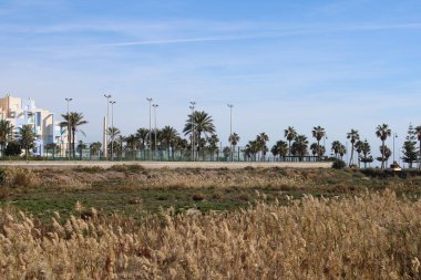 Ön plan ve arka plan palmiye ağaçları ile fırçalayın görüntüsünü