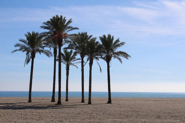 Grupa Drzew Palmowych Plaży Spokojne Morze Tle — Zdjęcie stockowe