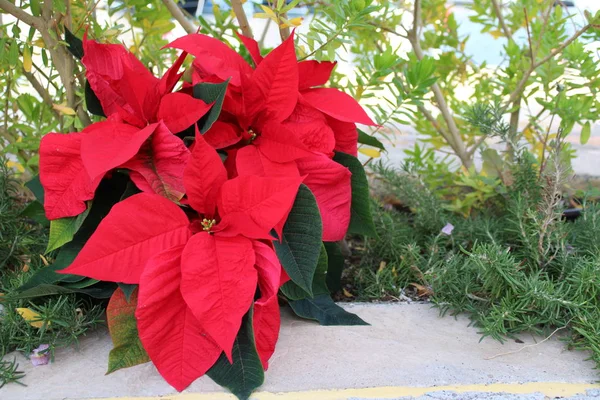 Pretty red easter flower with green bushes in the background