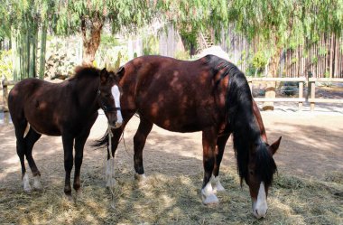 Vahşi hayvanlar Almeria Tema Parkı, Hayvanat Bahçesi