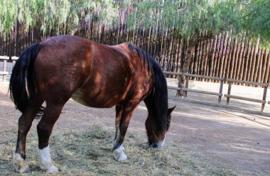 Vahşi hayvanlar Almeria Tema Parkı, Hayvanat Bahçesi