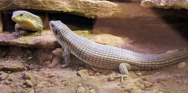 Wild animals in zoo of Almeria theme park