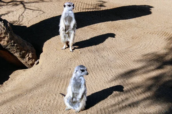 Animaux Sauvages Dans Zoo Parc Thème Almeria — Photo