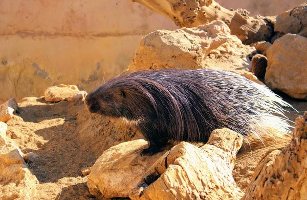 Wild animals in zoo of Almeria theme park