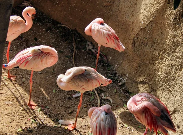 Wild animals in zoo of Almeria theme park