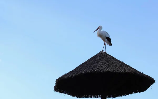 Vadon Élő Állatok Állatkertben Almeria Téma Park — Stock Fotó