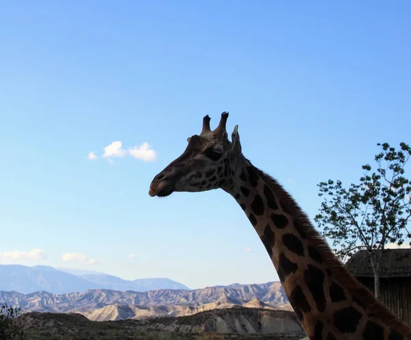 Wild animals in zoo of Almeria theme park