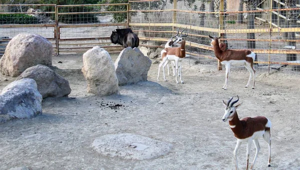 Дикие Животные Зоопарке Альмерии — стоковое фото