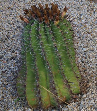 Kaktüs bitki dekoratif taşlarla çevrili toprak kap içinde