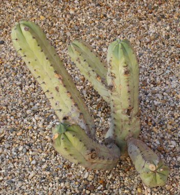 Kaktüs bitki dekoratif taşlarla çevrili toprak kap içinde