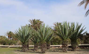 Göl martılar tam ile arka planda Almeria, İspanya ilinin dağları