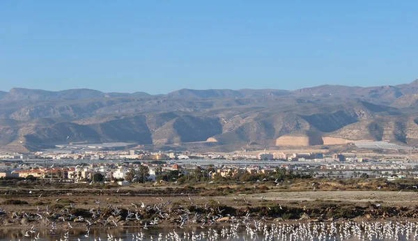 Lago Lleno Gaviotas Con Montañas Fondo Provincia Almería España — Foto de Stock