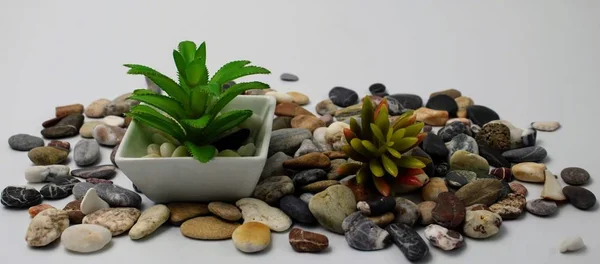 Small Flowerpot Green Leaves Plant Stones — Stock Photo, Image