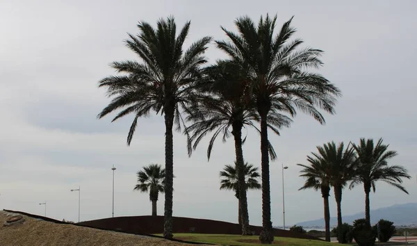 Rotonde Met Zand Gras Palm Bomen Een Weg Uit Spanje — Stockfoto