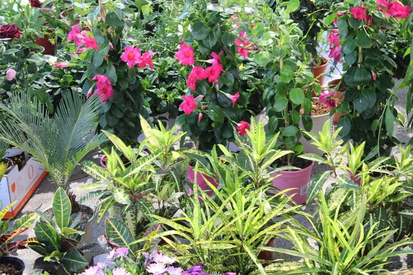 Pembe çiçeklerle tırmanma bitkileri