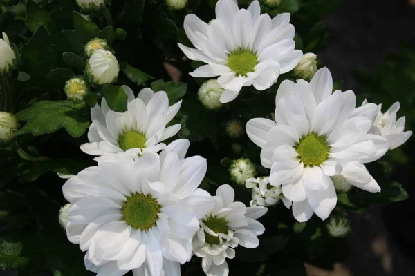 Schöner Strauch mit Chrysanthemen — Stockfoto