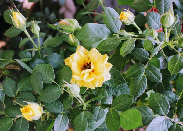 Küçük ve güzel gül çalısı