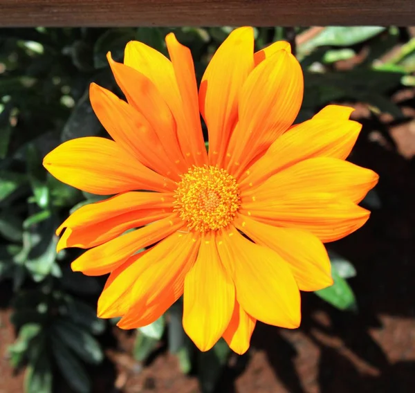 Маленький желтый цветок хризантемы — стоковое фото