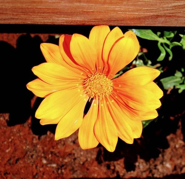 Küçük sarı krizantem çiçeği