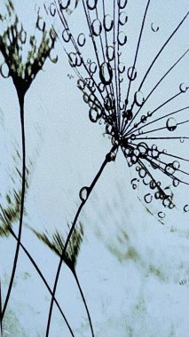 Arka plan ve grafik kaynağı için görüntü