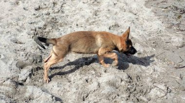 Sahilde oynayan küçük köpek yavrusu