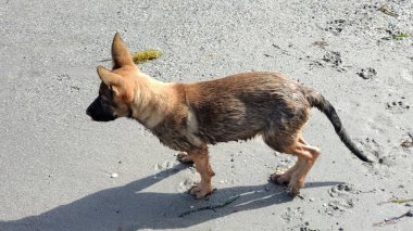 Sahilde oynayan küçük köpek yavrusu