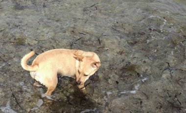 Sahilde oynayan küçük köpek yavrusu