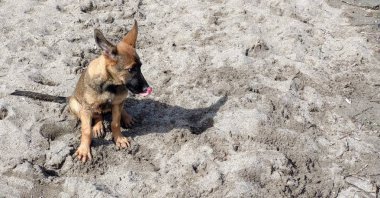 Sahilde oynayan küçük köpek yavrusu