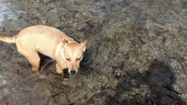 Sahilde oynayan küçük köpek yavrusu