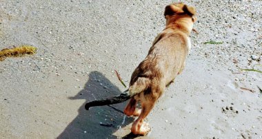 Sahilde oynayan küçük köpek yavrusu