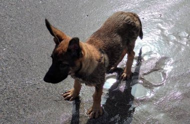 Sahilde oynayan küçük köpek yavrusu