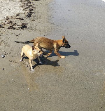 Denizde mutlu oynayan yavru köpekler