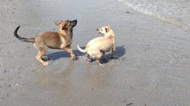 Denizde mutlu oynayan yavru köpekler