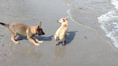 Denizde mutlu oynayan yavru köpekler
