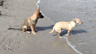 Denizde mutlu oynayan yavru köpekler