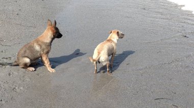 Denizde mutlu oynayan yavru köpekler