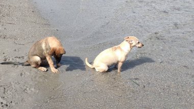 Denizde mutlu oynayan yavru köpekler