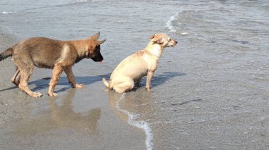 Denizde mutlu oynayan yavru köpekler
