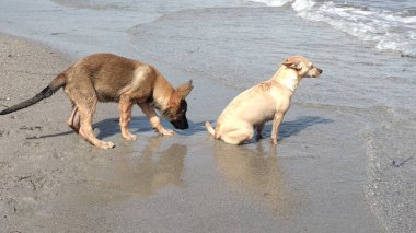 Denizde mutlu oynayan yavru köpekler